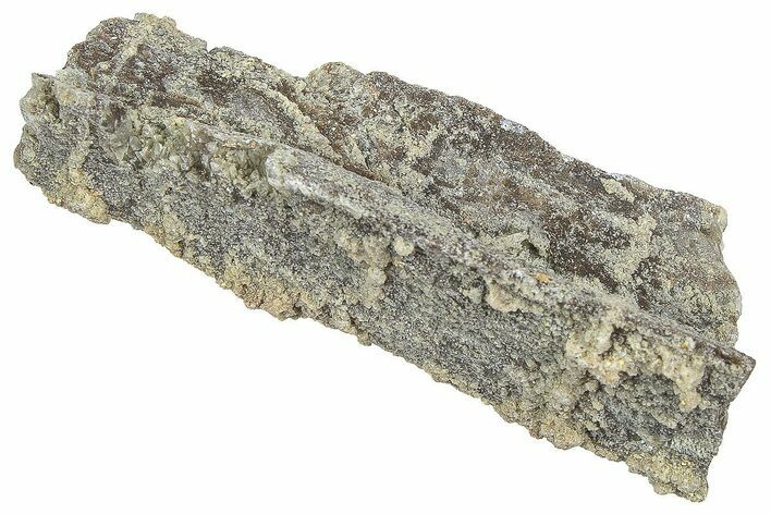 Devonian Petrified Wood (Callixylon) Section - Oldest True Wood #363313